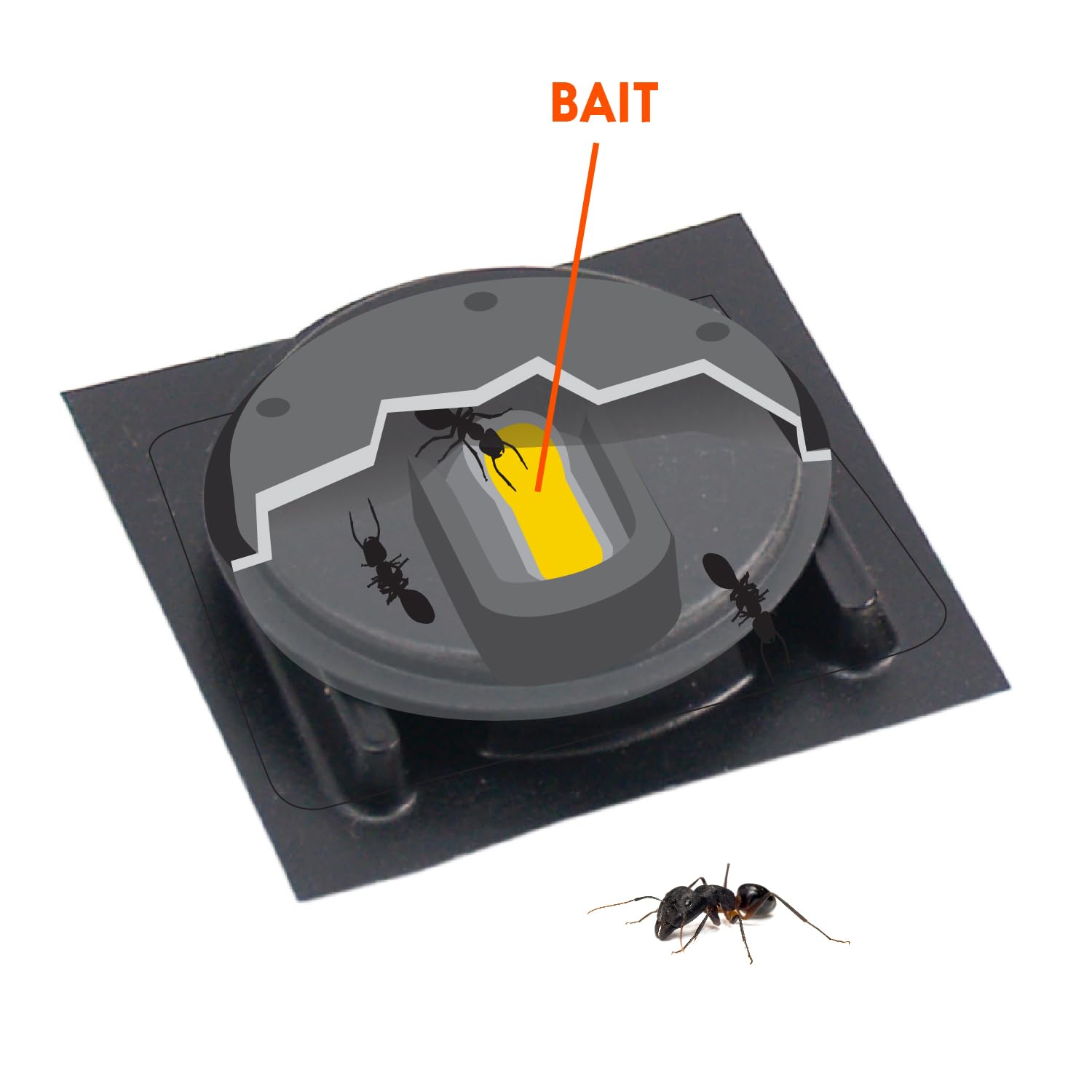 Home Plus Ant Killer Plastic Bait Stations, 4 Count