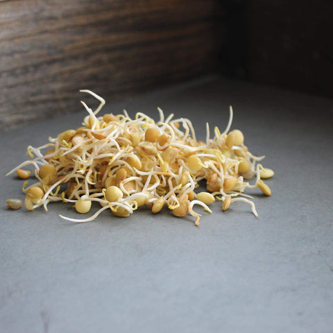 Organic Dried Green Lentil Sprouting Seed: 8 Oz - Dry Lentils for Planting Garden Seeds, Soup, Cooking or Sprout Salad, Sprouts