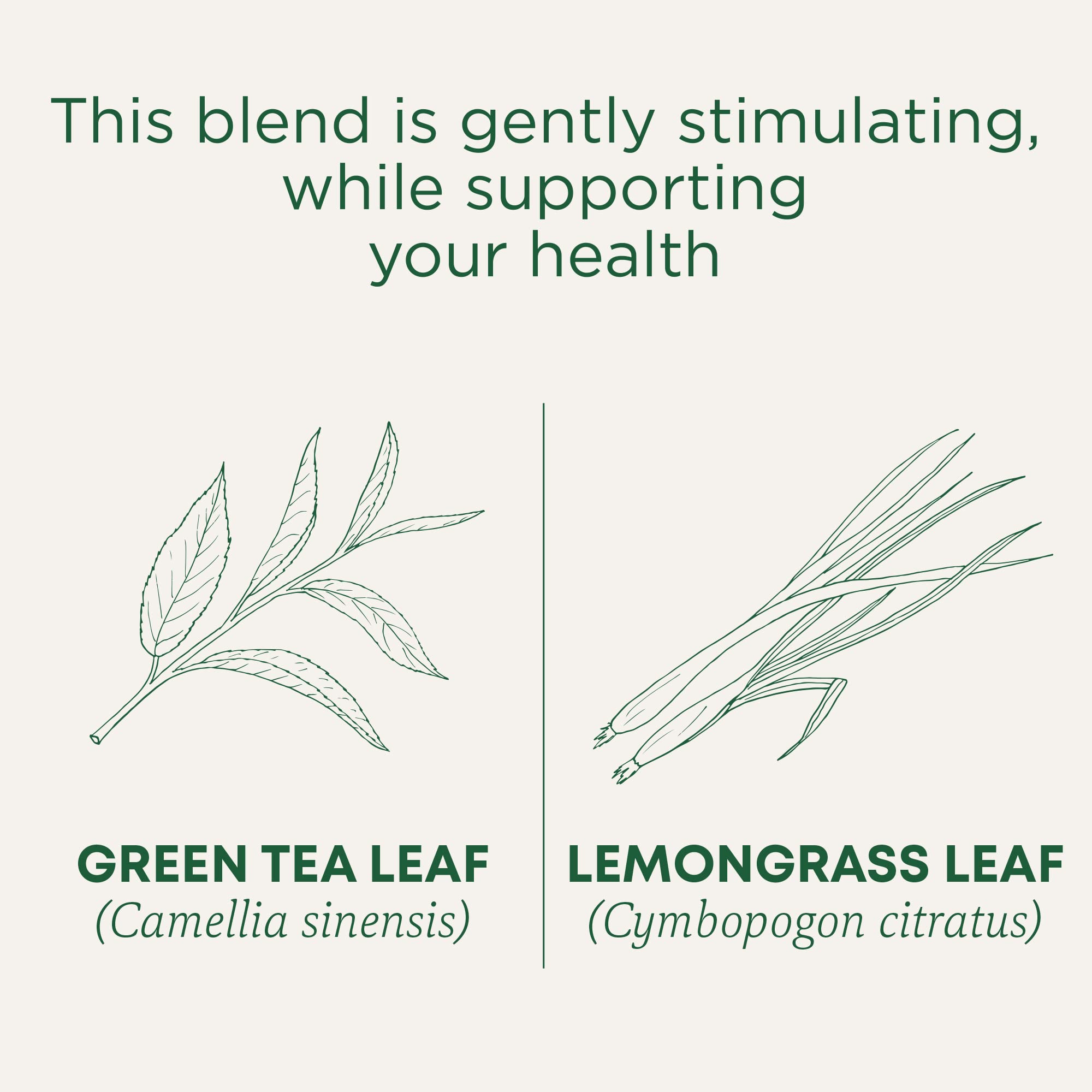 Traditional Medicinals Tea, Organic Green Tea Lemongrass - Supports Everyday Wellness - Kosher, Non-GMO -16 Tea Bags