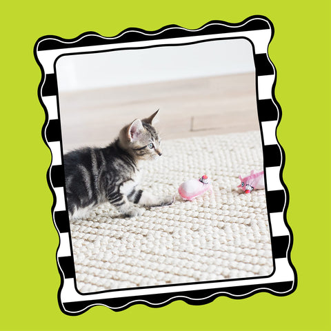 Bamboo Pet CAM650384 Fat Cat Kitty Hoots Eeeks Chic Catnip Toy, Multicolor